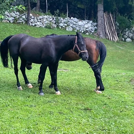 Nyaraló Posestvo Tmzek